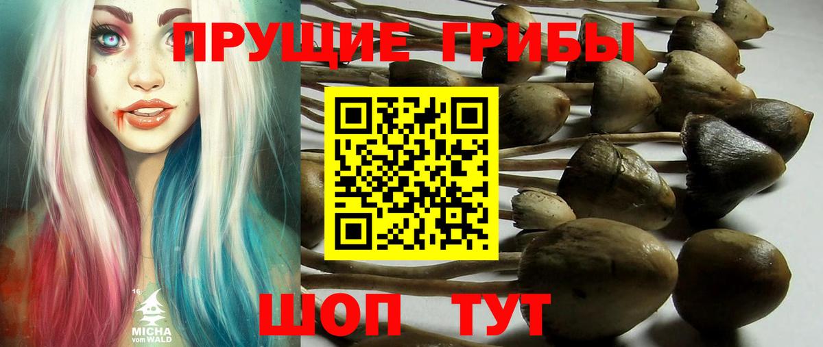 Псилоцибиновые грибы Psilocybine cubensis Элиста